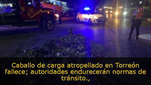 Caballo de carga atropellado en Torreón fallece; autoridades endurecerán normas de tránsito