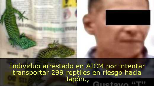 Individuo arrestado en AICM por intentar transportar 299 reptiles en riesgo hacia Japón