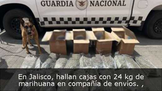 En Jalisco, hallan cajas con 24 kg de marihuana en compañía de envíos. 