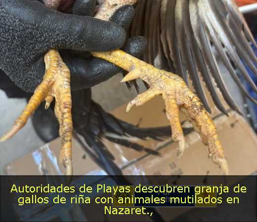 Autoridades de Playas descubren granja de gallos de riña con animales mutilados en Nazaret