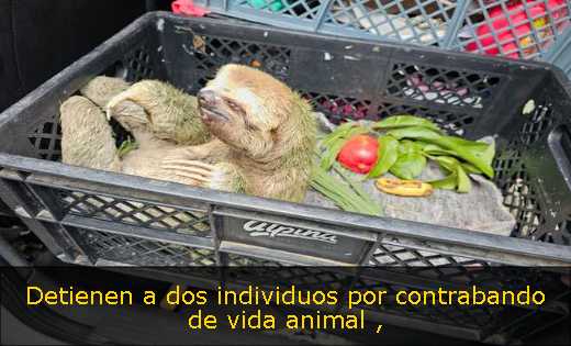 Detienen a dos individuos por contrabando de vida animal 