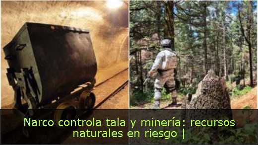 Narco controla tala y minería: recursos naturales en riesgo | 
