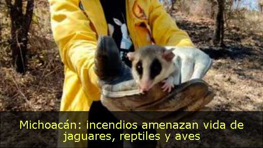 Michoacán: incendios amenazan vida de jaguares, reptiles y aves