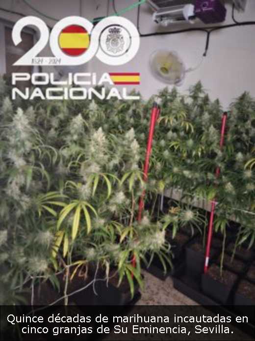 Quince décadas de marihuana incautadas en cinco granjas de Su Eminencia, Sevilla