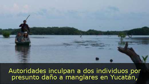 Autoridades inculpan a dos individuos por presunto daño a manglares en Yucatán