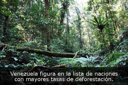 Venezuela figura en la lista de naciones con mayores tasas de deforestación