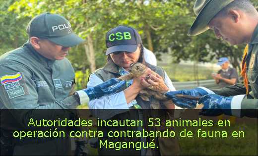Autoridades incautan 53 animales en operación contra contrabando de fauna en Magangué