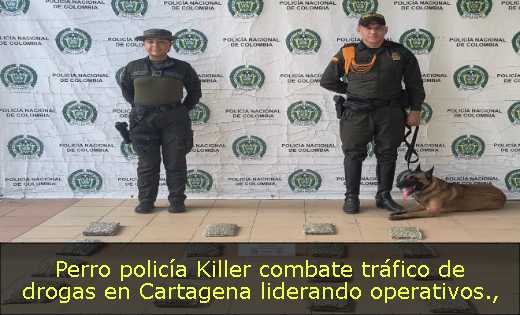 Perro policía Killer combate tráfico de drogas en Cartagena liderando operativos