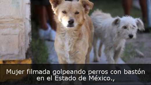 Mujer filmada golpeando perros con bastón en el Estado de México