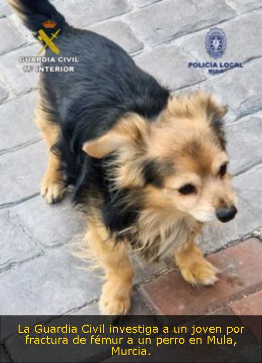 La Guardia Civil investiga a un joven por fractura de fémur a un perro en Mula, Murcia. 