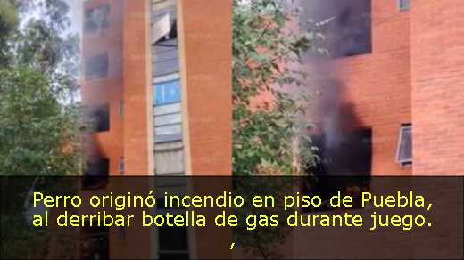 Perro originó incendio en piso de Puebla, al derribar botella de gas durante juego. 