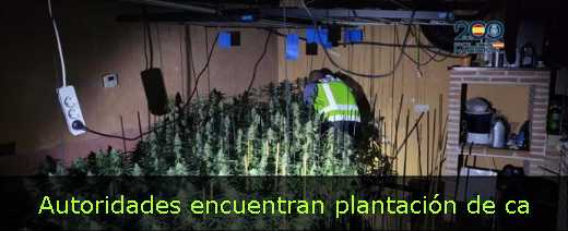 Autoridades encuentran plantación de ca