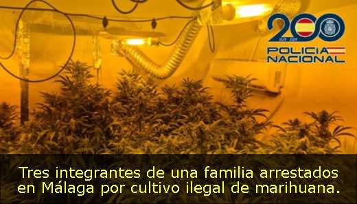 Tres integrantes de una familia arrestados en Málaga por cultivo ilegal de marihuana