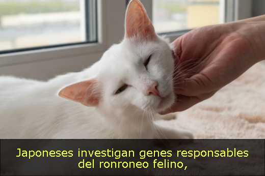 Japoneses investigan genes responsables del ronroneo felino