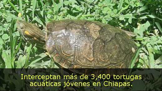 Interceptan más de 3,400 tortugas acuáticas jóvenes en Chiapas