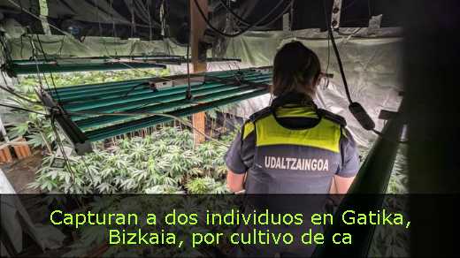 Capturan a dos individuos en Gatika, Bizkaia, por cultivo de ca