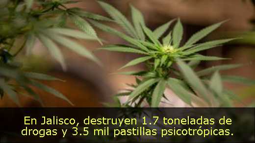 En Jalisco, destruyen 1.7 toneladas de drogas y 3.5 mil pastillas psicotrópicas