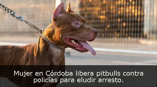 Mujer en Córdoba libera pitbulls contra policías para eludir arresto