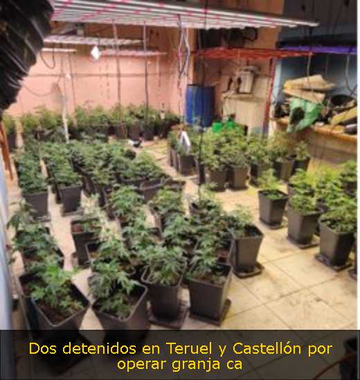 Dos detenidos en Teruel y Castellón por operar granja ca