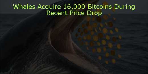 Whales Acquire 16,000 Bitcoins During Recent Price Drop