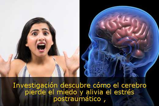 Investigación descubre cómo el cerebro pierde el miedo y alivia el estrés postraumático 