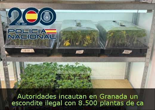 Autoridades incautan en Granada un escondite ilegal con 8.500 plantas de ca