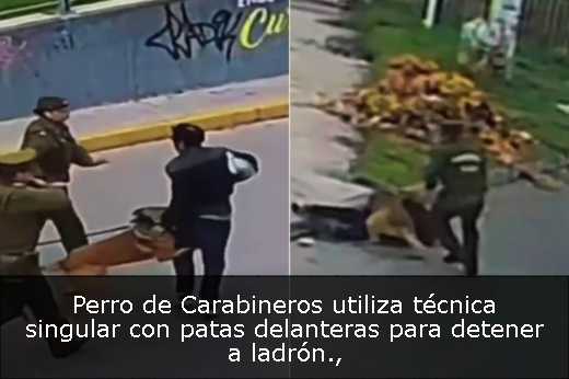 Perro de Carabineros utiliza técnica singular con patas delanteras para detener a ladrón