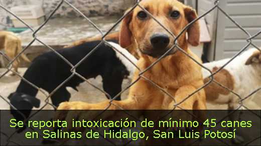 Se reporta intoxicación de mínimo 45 canes en Salinas de Hidalgo, San Luis Potosí