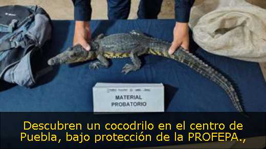 Descubren un cocodrilo en el centro de Puebla, bajo protección de la PROFEPA