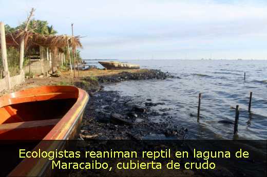 Ecologistas reaniman reptil en laguna de Maracaibo, cubierta de crudo 