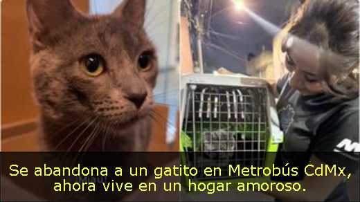Se abandona a un gatito en Metrobús CdMx, ahora vive en un hogar amoroso