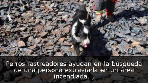 Perros rastreadores ayudan en la búsqueda de una persona extraviada en un área incendiada. 