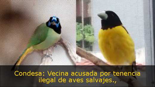 Condesa: Vecina acusada por tenencia ilegal de aves salvajes