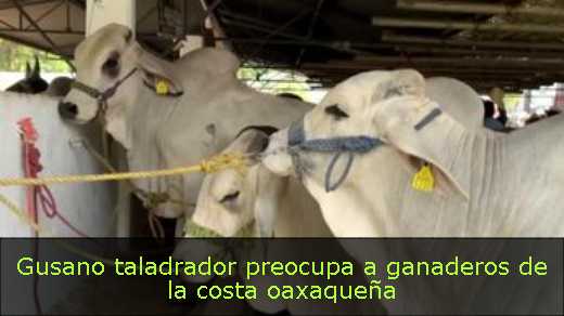Gusano taladrador preocupa a ganaderos de la costa oaxaqueña 