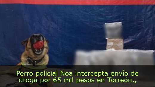 Perro policial Noa intercepta envío de droga por 65 mil pesos en Torreón