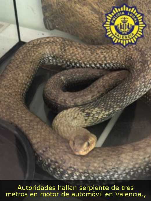 Autoridades hallan serpiente de tres metros en motor de automóvil en Valencia