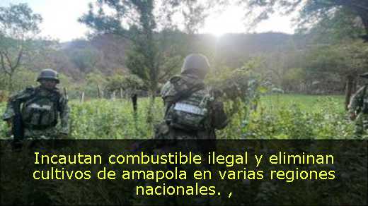 Incautan combustible ilegal y eliminan cultivos de amapola en varias regiones nacionales. 