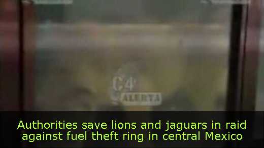 Authorities save lions and jaguars in raid against fuel theft ring in central Mexico