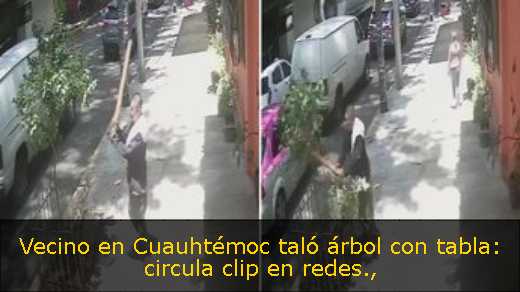 Vecino en Cuauhtémoc taló árbol con tabla: circula clip en redes