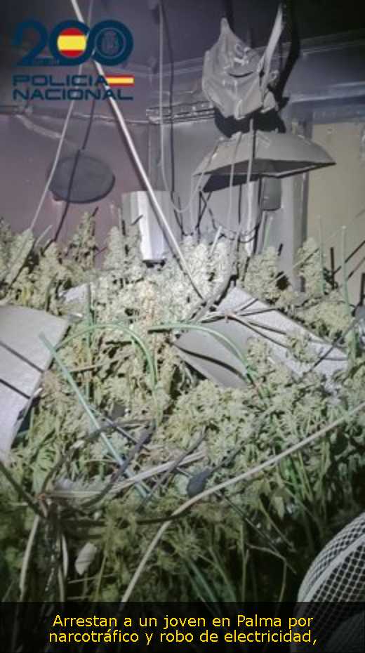 Arrestan a un joven en Palma por narcotráfico y robo de electricidad