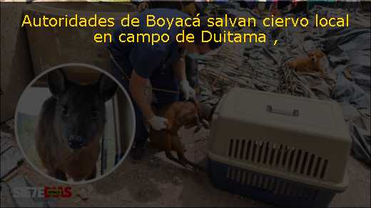 Autoridades de Boyacá salvan ciervo local en campo de Duitama 