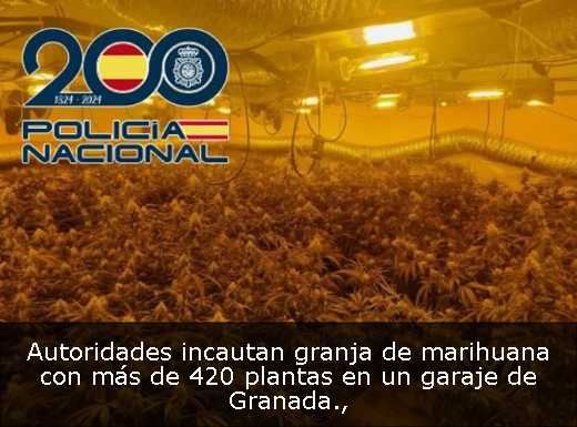 Autoridades incautan granja de marihuana con más de 420 plantas en un garaje de Granada