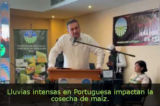 Lluvias intensas en Portuguesa impactan la cosecha de maíz. 