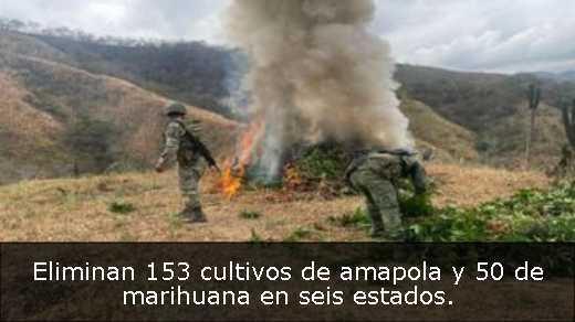 Eliminan 153 cultivos de amapola y 50 de marihuana en seis estados