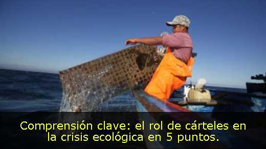 Comprensión clave: el rol de cárteles en la crisis ecológica en 5 puntos