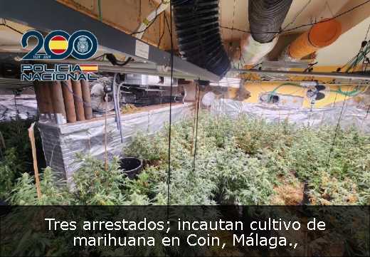 Tres arrestados; incautan cultivo de marihuana en Coin, Málaga