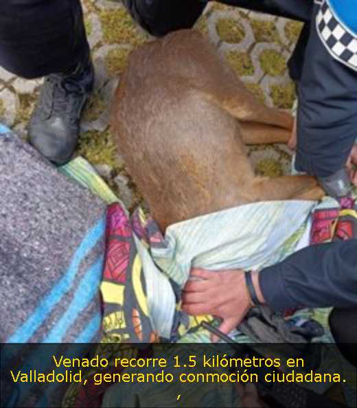 Venado recorre 1.5 kilómetros en Valladolid, generando conmoción ciudadana. 