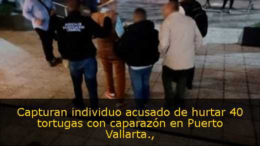 Capturan individuo acusado de hurtar 40 tortugas con caparazón en Puerto Vallarta
