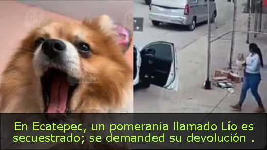 En Ecatepec, un pomerania llamado Lío es secuestrado; se demanded su devolución 