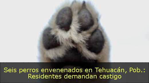 Seis perros envenenados en Tehuacán, Pob.: Residentes demandan castigo